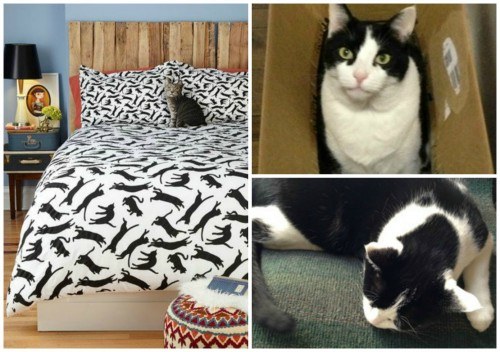bed with cat printed bedding and cat collage